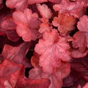 Heuchera 'Fire Chief' ® ---